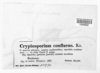 Cryptosporium confluens image